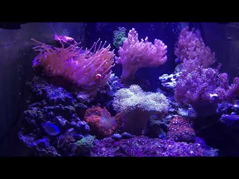 Видео: Морской аквариум с водой из под крана. Обновление.