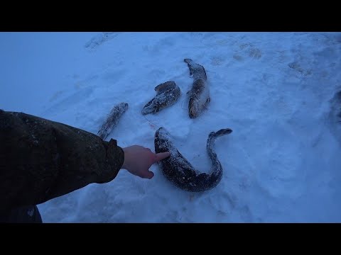 Видео: В этот раз повезло. Рыба ловилась прекрасно.