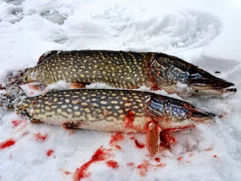 Видео: МОНСТРЫ живут в этом озере|КРУПНЫЕ ЩУКИ на балансир