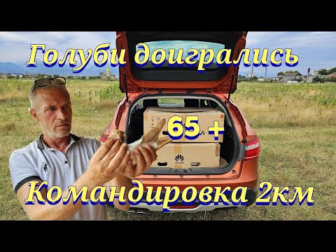 Видео: Голуби командировка 65+ (Хоминг)