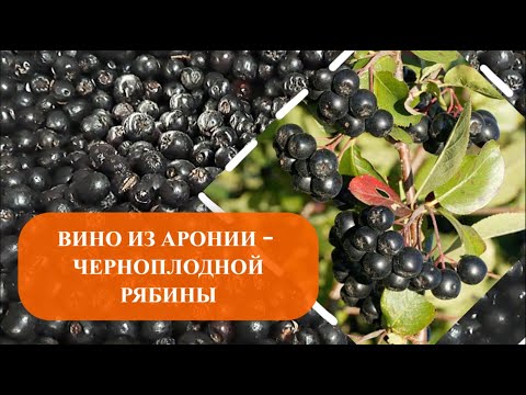 Видео: вино из аронии - черноплодной рябины