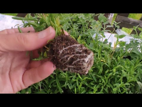 Видео: Корни за 14 дней.  Видео от 10.07.2023 г.