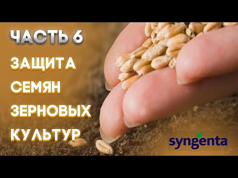 Видео: | ЗЕРНОВЫЕ  Часть 6 | Защита семян зерновых культур | SYNGENTA |