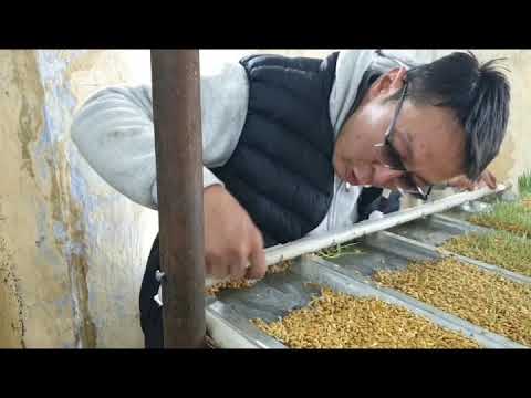 Видео: Гидропониканын конструкциясы! 6 март 2020 г.