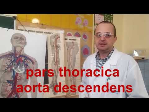 Видео: Лекція  Артеріальна система  ЗДМК ua