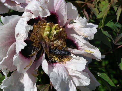 Видео: Декоративные древесные растения. Мария Газнюк