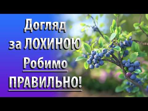 Видео: Догляд за Лохиною та Підживлення Лохини Весною. РОБИМО ПРАВИЛЬНО!!!