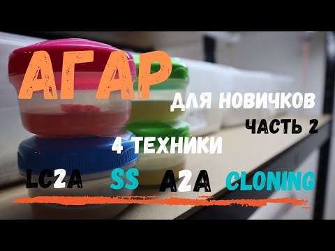 Видео: Для Новичков - Как сделать Агар для грибов Ч2 (Инокуляция)