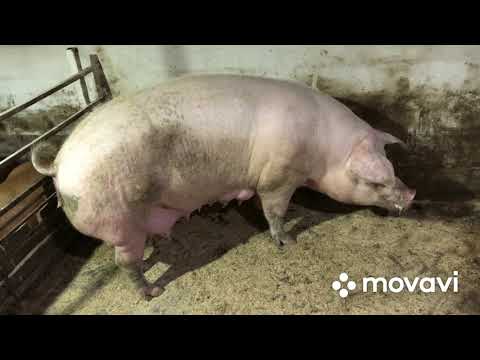 Видео: Годування лактуючих та супоросних свиноматок//Як ми годуємо свиноматок///