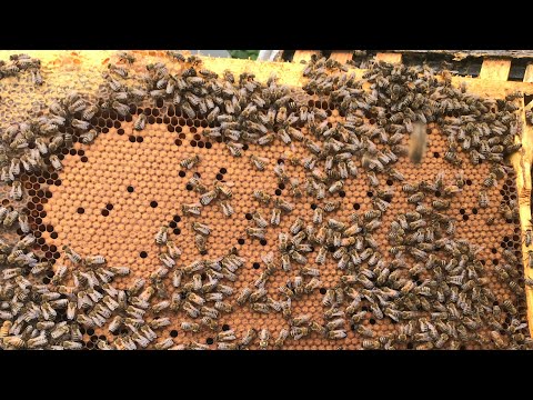 Видео: Ускоренное развитие пчелосемей. Разгоняем пчел к весенним взяткам.