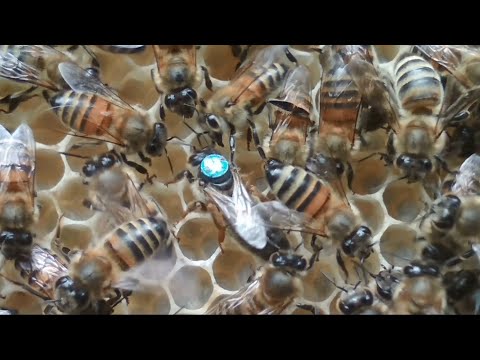 Видео: Почему не приняли матку?