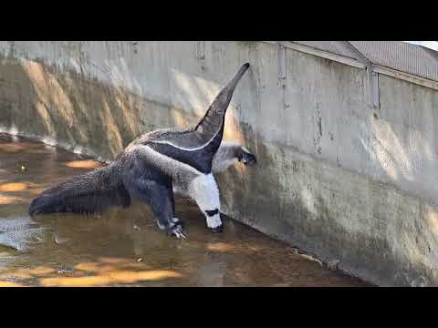 Видео: Муравьед из Московского зоопарка / Anteater from Moscow Zoo