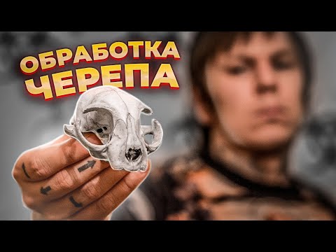 Видео: Как обработать череп? | Нужно сделать подставку для трофея