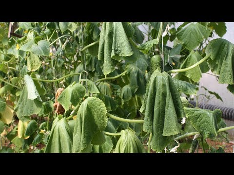 Видео: Внимание, вянут огурцы! Немедленно внесите фунгициды в почву!
