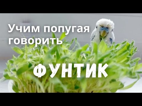 Видео: Учим попугая говорить Фунтик