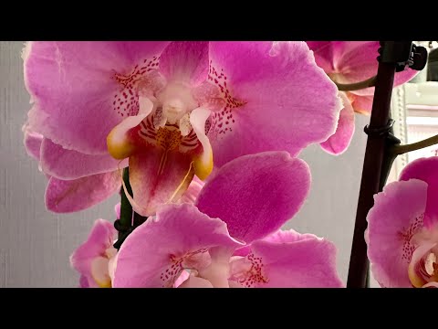 Видео: Новости орхидейного стационара. Есть болящие и выздоравливающие.