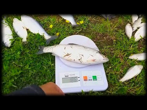 Видео: Часть ФОРЕЛИ погибла. Замор в моём пруду. От чего и почему.