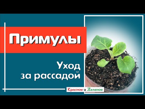 Видео: ПРИМУЛЫ. Уход за молодой рассадой