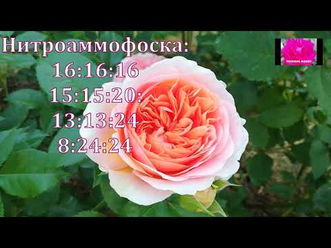 Видео: РОЗЫ. Проверенные рецепты баковых смесей. Начинающим