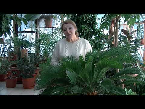 Видео: Почему нельзя торопиться с посевом семян на рассаду