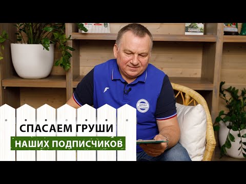 Видео: Боремся с болезнями ГРУШ. Отвечаем на ВОПРОСЫ ПОДПИСЧИКОВ