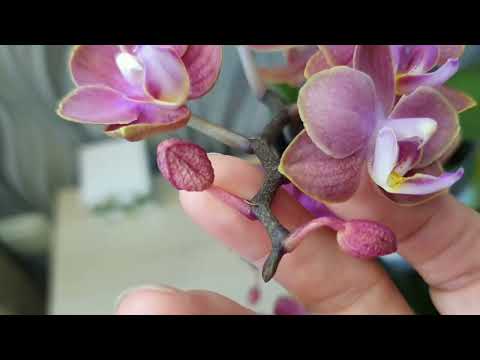 Видео: ПОРА РЕЗАТЬ ЦВЕТОНОСЫ 🌸⏰️🌸 ОРХИДЕИ ПАРФЮМЕРНЫЕ ФАБРИКИ