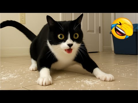 Видео: Самый смешной клип про кошек и собак 2025 года😼🐶Попробуйте не смеяться😜 #204