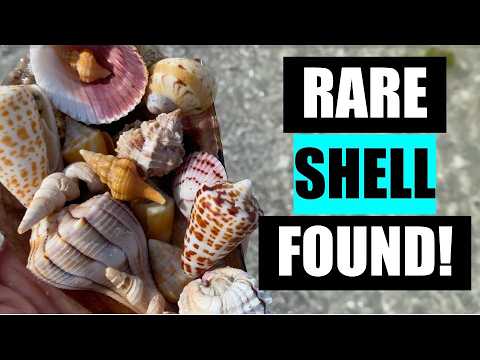 Видео: Я нашел редкую ракушку и другие фантастические пляжные сокровища!