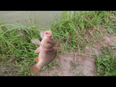 Видео: Эксперимент по росту карпа и белого амура в маленьком пруду. Часть 3 Контрольная рыбалка(04.08.2018)