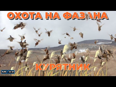Видео: Много Фазана на Охоте,  Фазан с Лайкой, РЕЛ, Коксуское охот угодие, Талдыкорган, Жетысу MIX KZ
