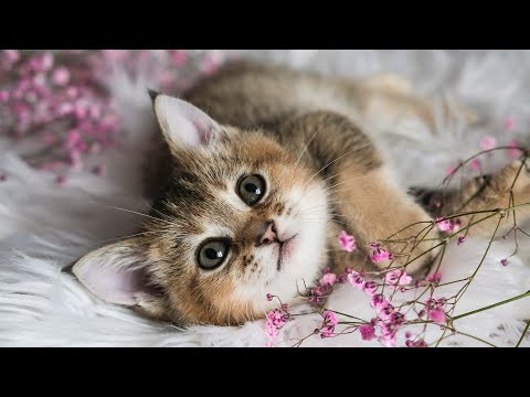 Видео: Кошачья колыбельная для котят при тревоге 😽Расслабляющая музыка для кошек 10 часов