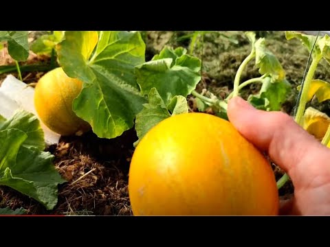 Видео: Дынно-арбузный отчет/Что выросло к середине июля / Вяжу плед / Посылка от подписчицы