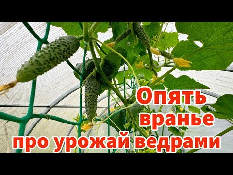 Видео: ВОТ ПОЧЕМУ У ВАС НЕ ПОЛУЧАЕТСЯ БОЛЬШОЙ УРОЖАЙ ОГУРЦОВ
