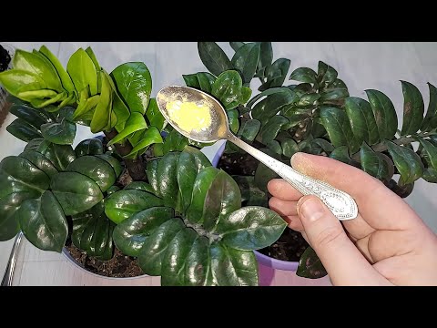 Видео: ВНЕСИ в ЗАМИОКУЛЬКАС и даже самый чахлый цветок оживет, позеленеет, выпустит много листьев