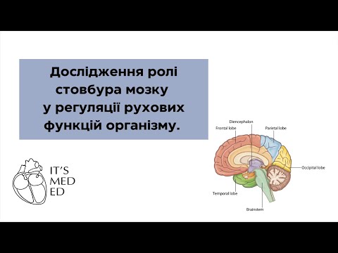 Видео: Фізіологія. Дослідження ролі стовбура мозку у регуляції рухових функцій організму.