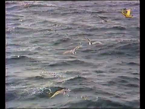 Видео: Новости [ОРТ, 23 августа 2000]