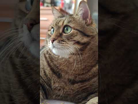 Видео: Чтобы не слиплись 🥟🍲🙀🤣 #cat #кот #юмор #котушка #приколы #позитив