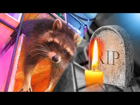 Видео: Енот ХАЙП RIP?