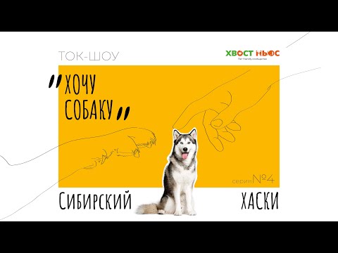 Видео: Ток-шоу «Хочу собаку». Сибирский хаски: отношения с детьми и содержание в квартире. Разбор породы.