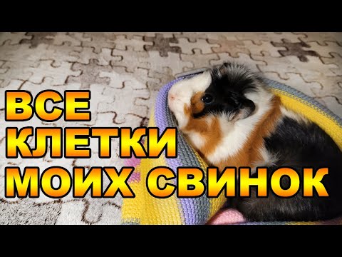 Видео: КАК ЭТО БЫЛО. КЛЕТКИ, СТЕЛЛАЖИ И ВОЛЬЕРЫ МОИХ МОРСКИХ СВИНОК.