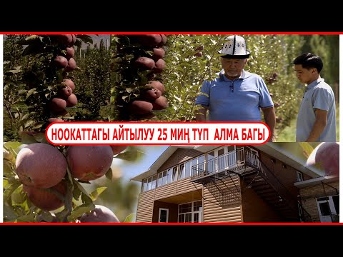 Видео: НООКАТТАГЫ АЙТЫЛУУ 25 МИҢ ТҮП  АЛМА БАГЫ  КЕЛЕЧЕКТЕ 1000 МИҢ ТОННА ТҮШҮМ БЕРЕТ