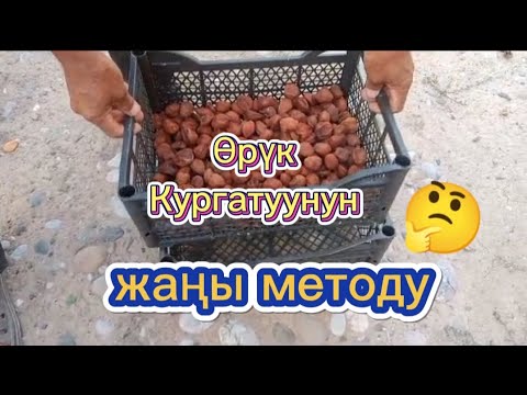 Видео: Өрүк кургатуу Жаңы методу #акыркыкабарлар #рекомендации #сегодня #наука #обзор