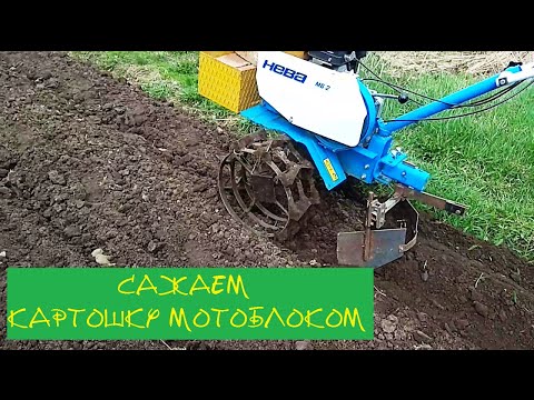 Видео: Как посадить картошку под мотоблок