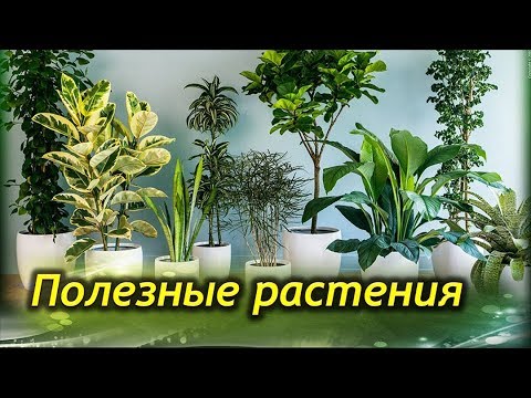 Видео: Самые ПОЛЕЗНЫЕ комнатные растения для вашего дома!
