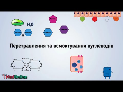 Видео: Метаболізм Вуглеводів | Травлення та Всмоктування