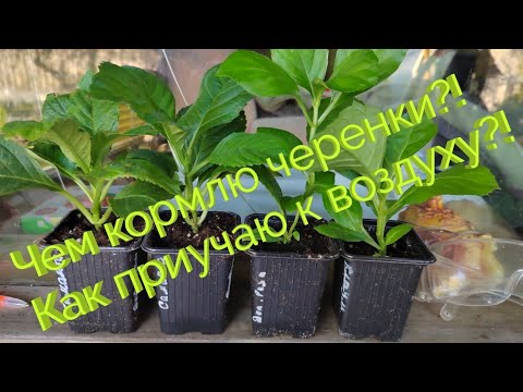 Видео: ПОДКОРМКИ УКОРЕНЕННЫХ ЧЕРЕНКОВ ГОРТЕНЗИЙ ПРИ ВЫРАЩИВАНИИ В КВАРТИРЕ. КАК ПРИУЧИТЬ ЧЕРЕНКИ ИК ВОЗДУХУ