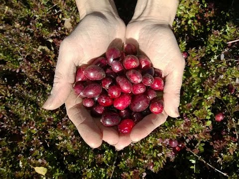 Видео: Как посадить клюкву