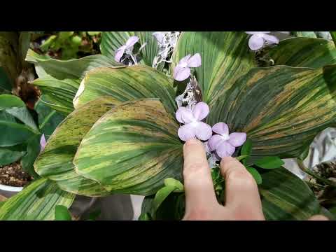 Видео: Обзор ЗИМНЕГО САДА сайта pomidom.ru