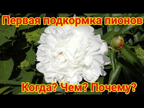 Видео: Первая подкормка пионов ранней весной