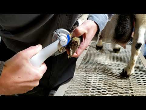 Видео: Лучший способ обрезки копыт коз и овец (Hoof Boss)